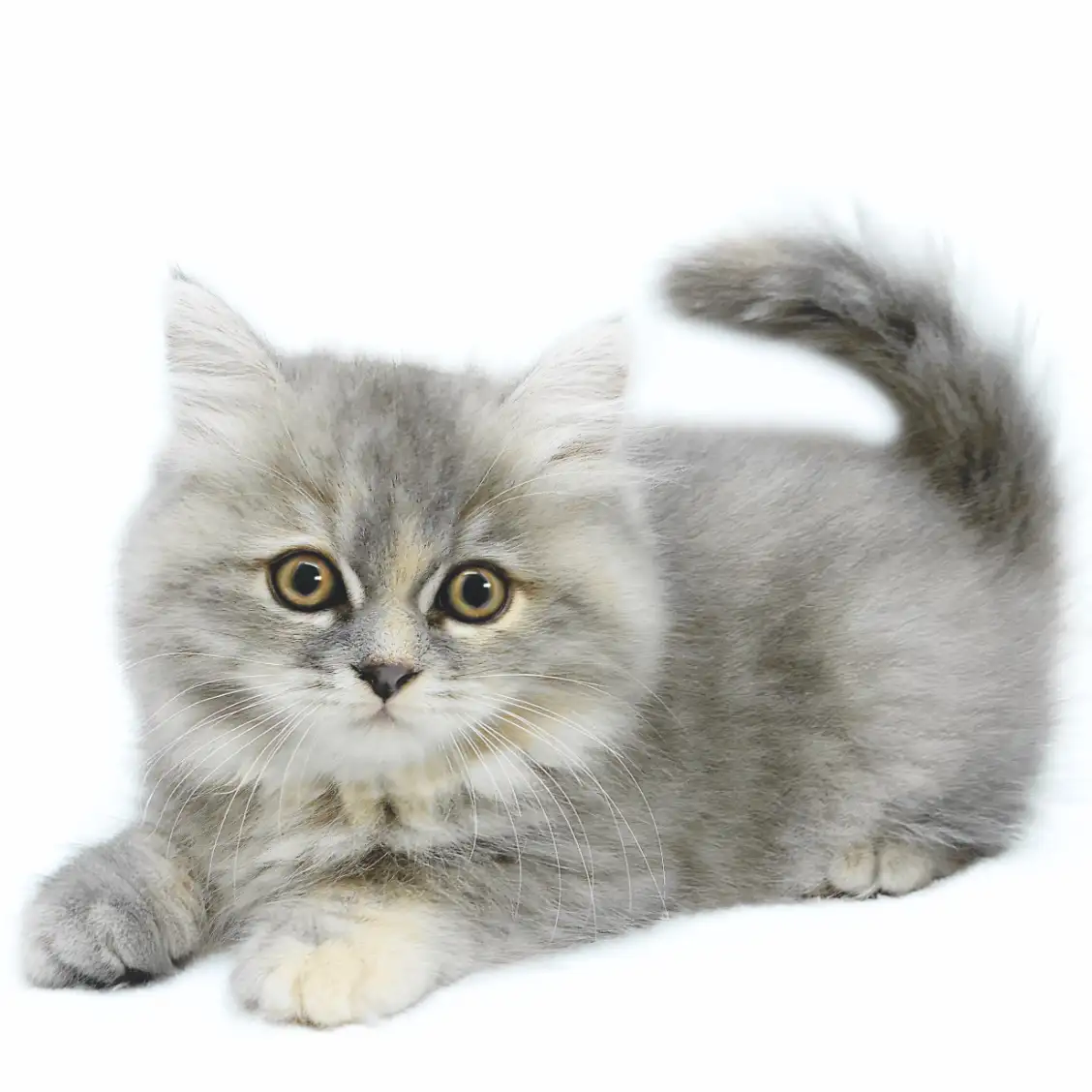 スコティッシュフォールド