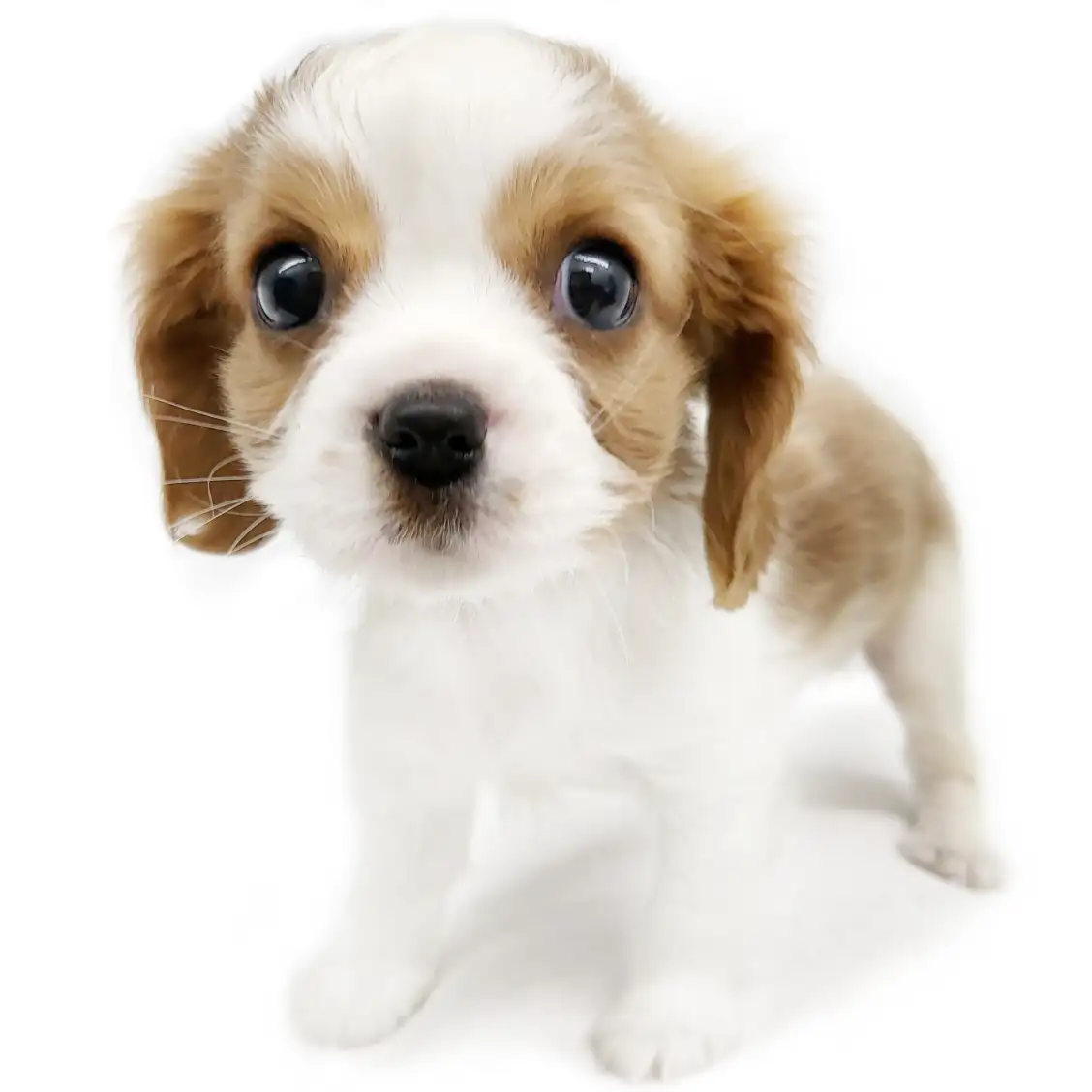 キャバリア・キングチャールズ・スパニエル