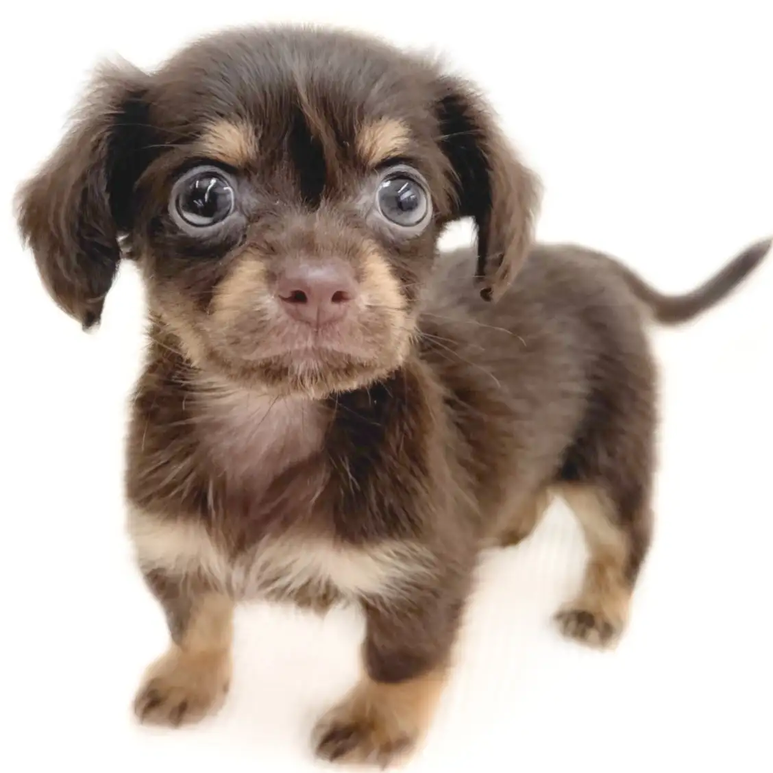 MIX（チワワ×ダックスフント）