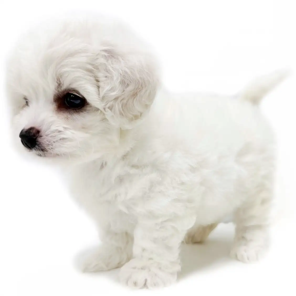 ビションフリーゼ