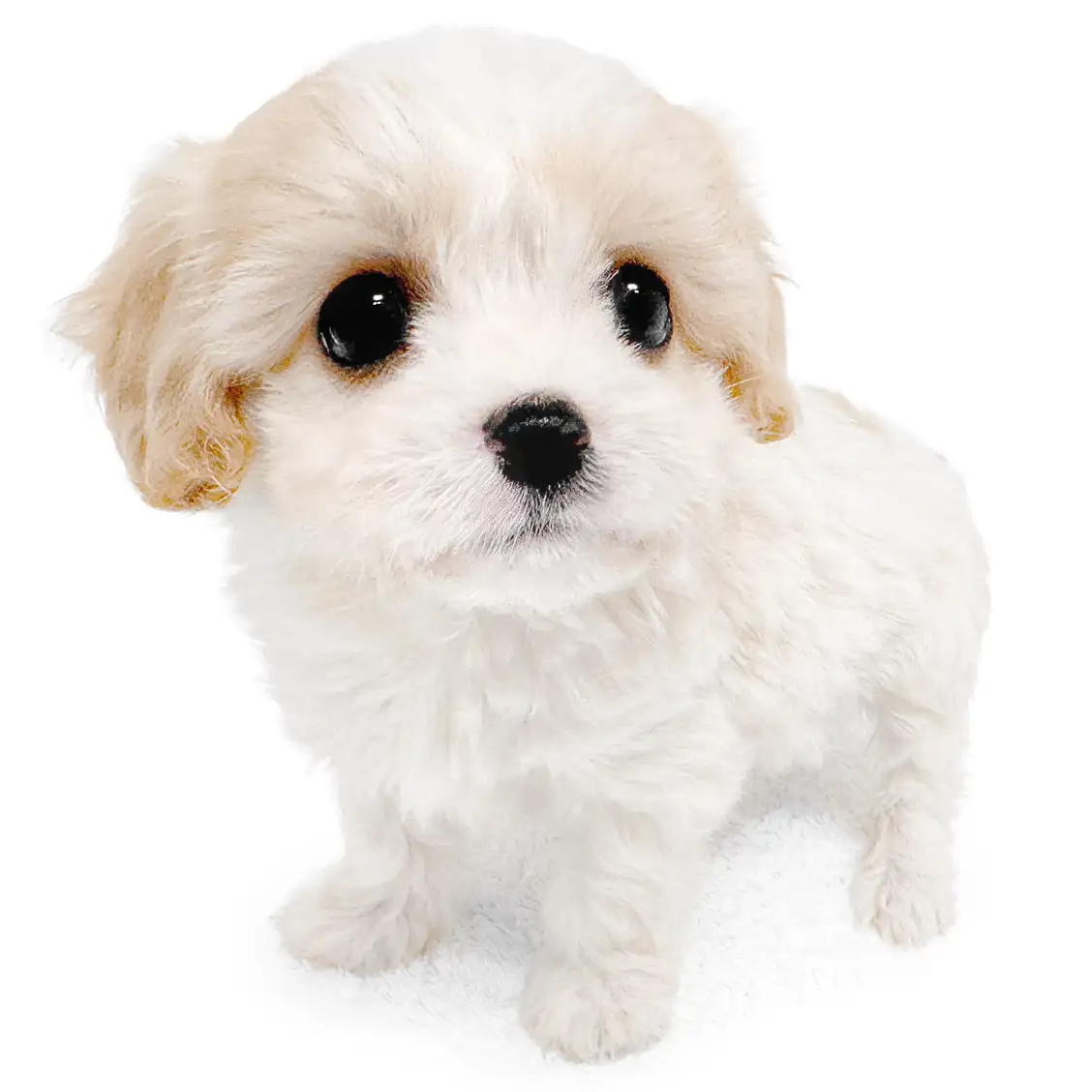 MIX（キャバリアキングチャールズスパニエル×ビションフリーゼ）