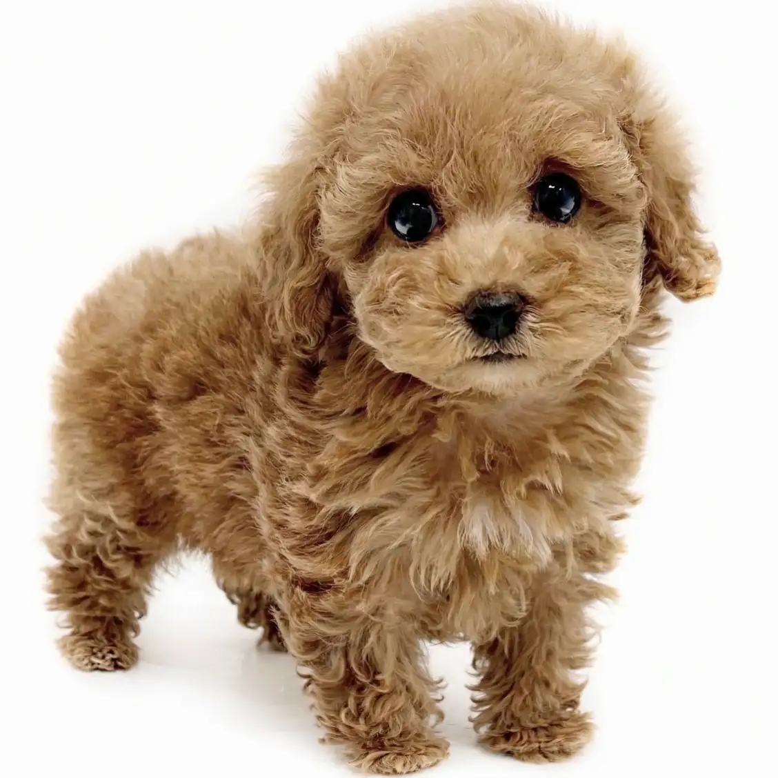 トイ・プードル