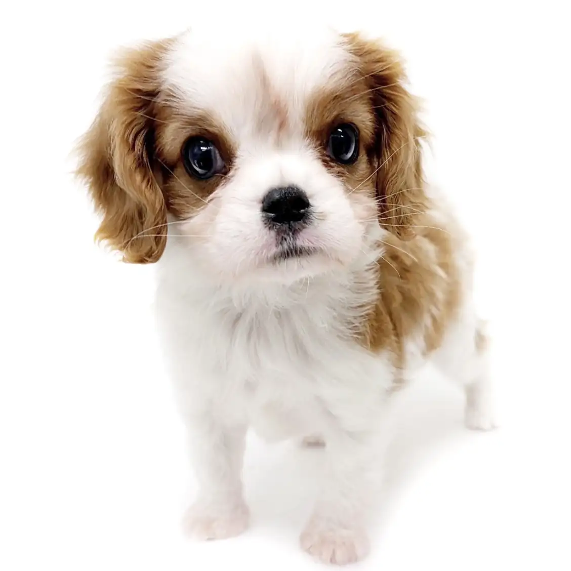 キャバリア・キングチャールズ・スパニエル