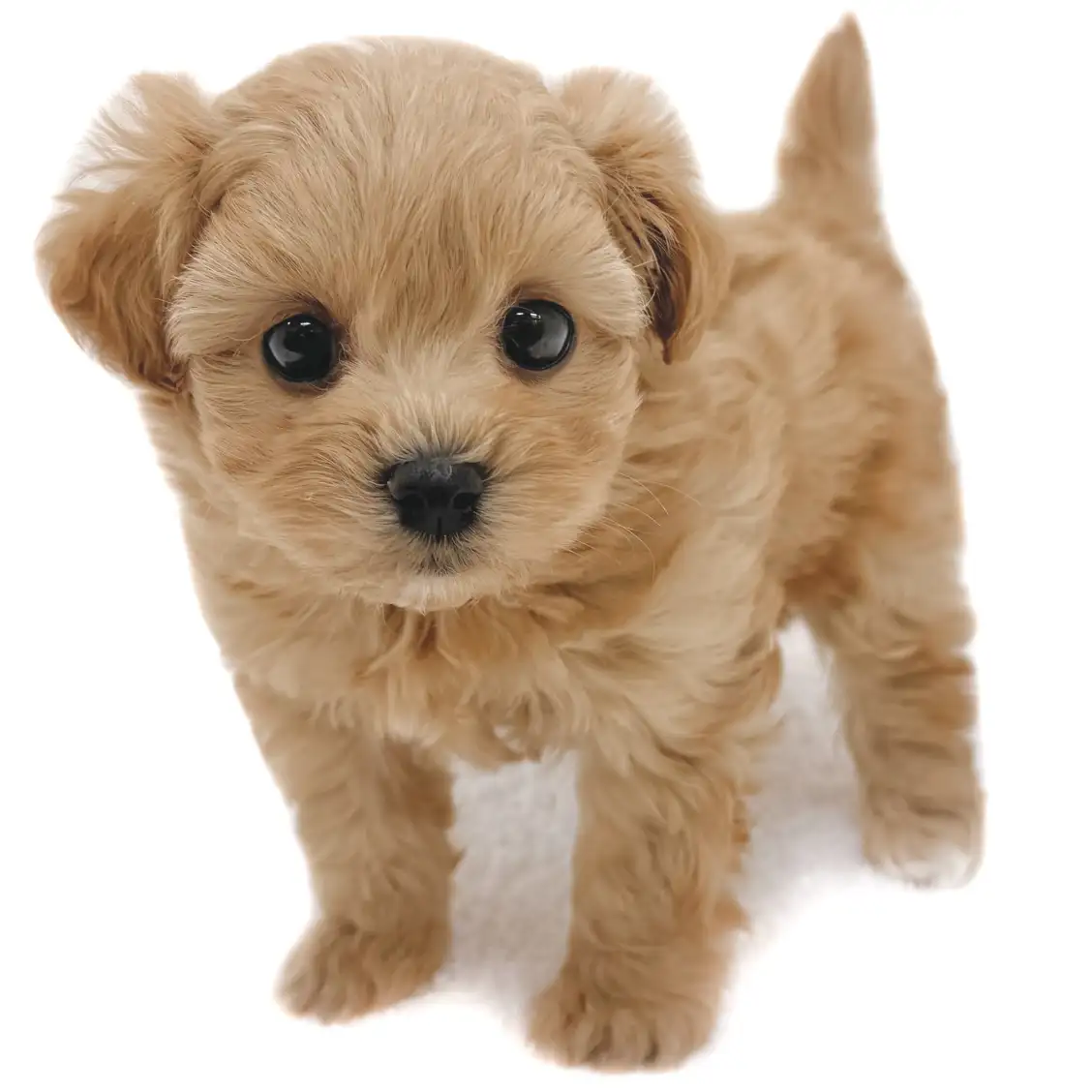 MIX（トイプードル×マルチーズ）