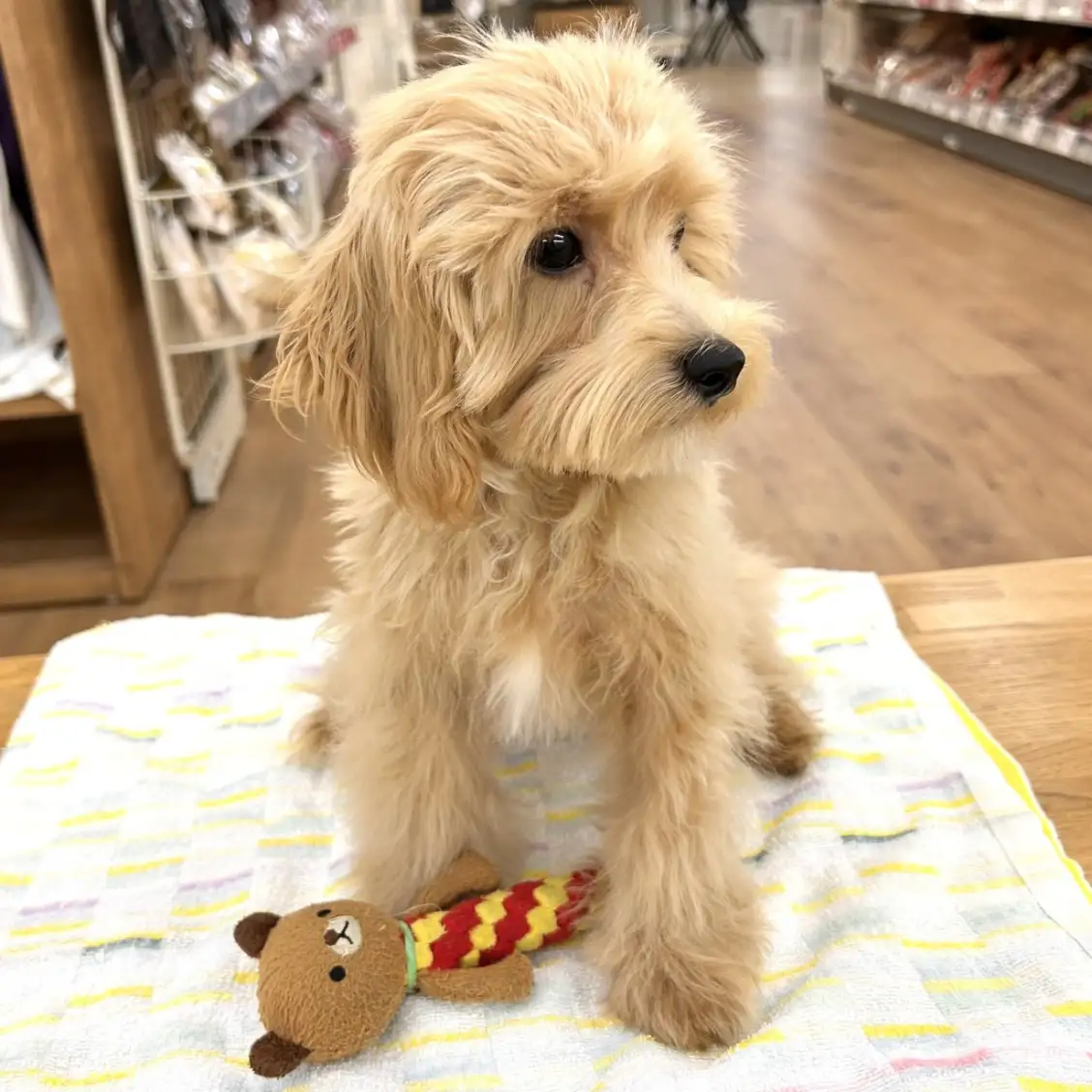 MIX(トイプードル×マルチーズ)