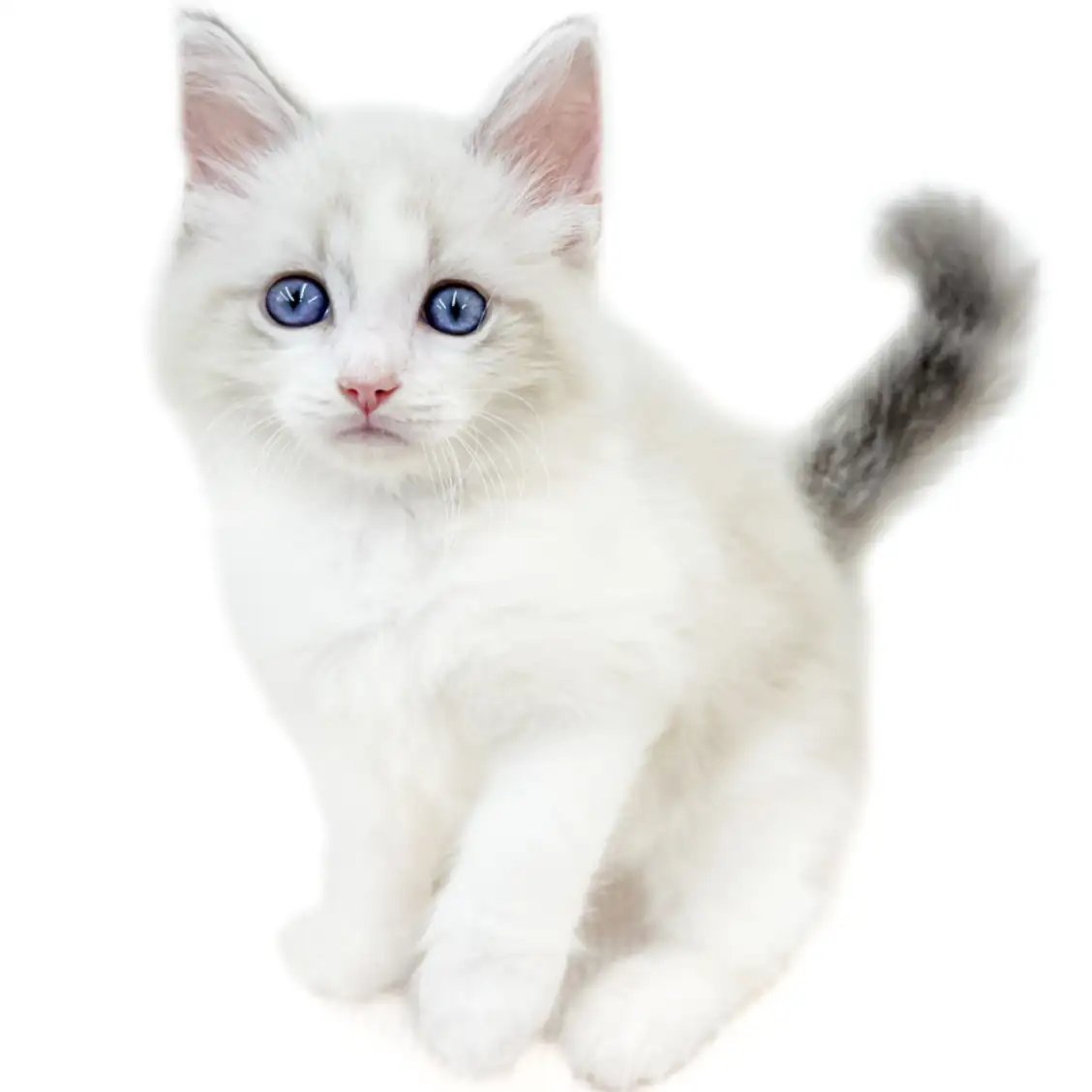 ネヴァマスカレード