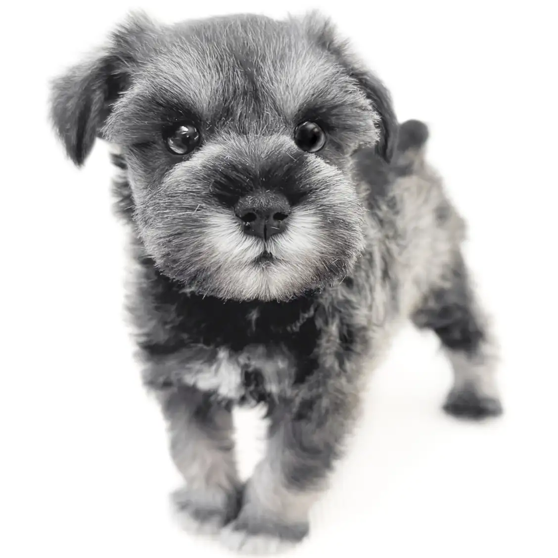 ミニチュア・シュナウザー