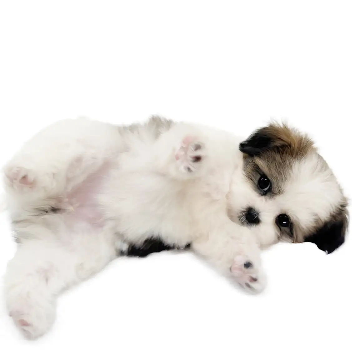 MIX(マルチーズ×シーズー)