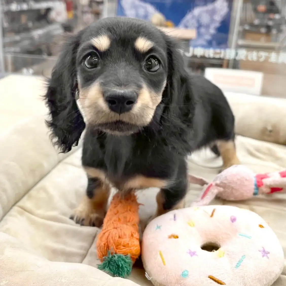 ミニチュア・ダックスフント