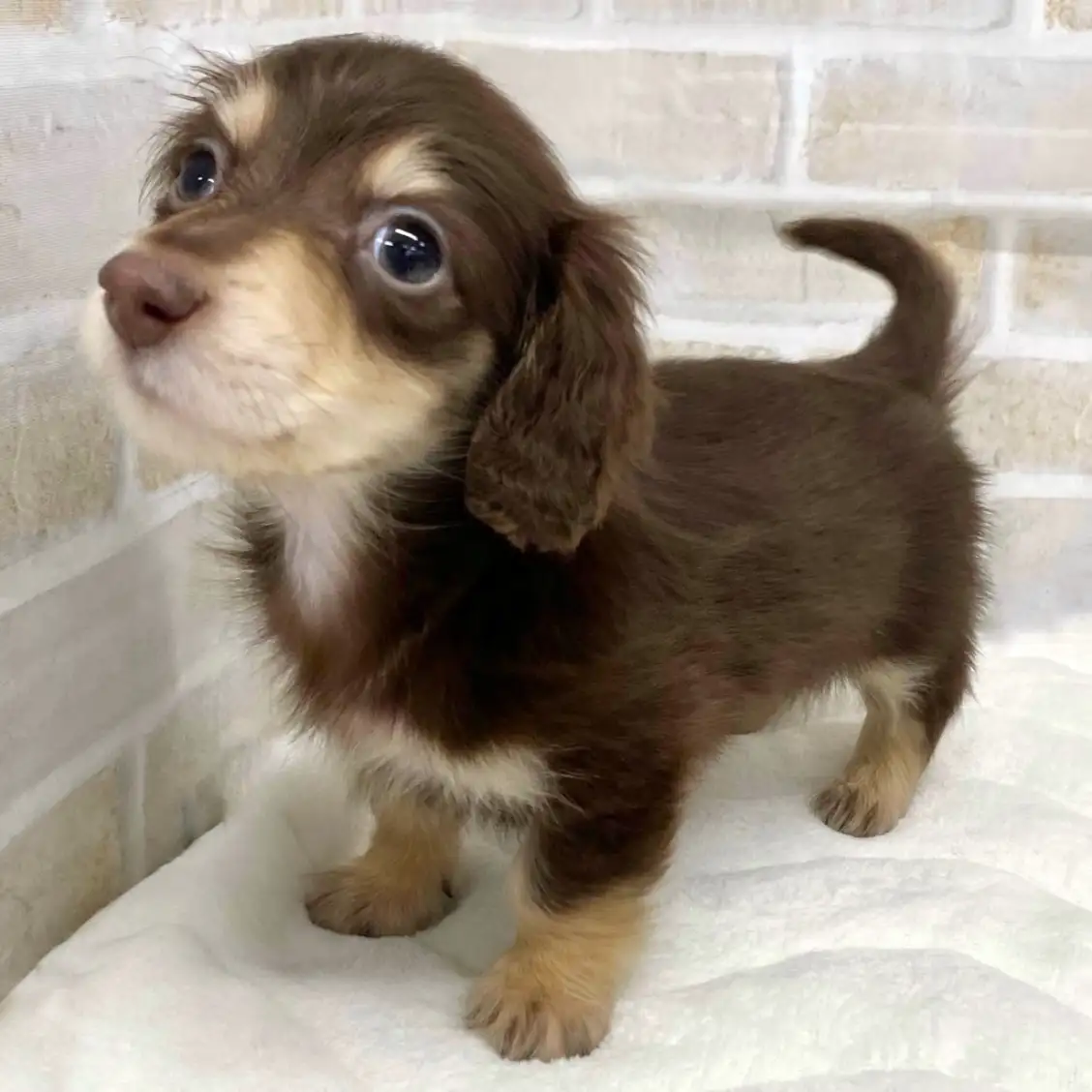 カニンヘン・ダックスフント