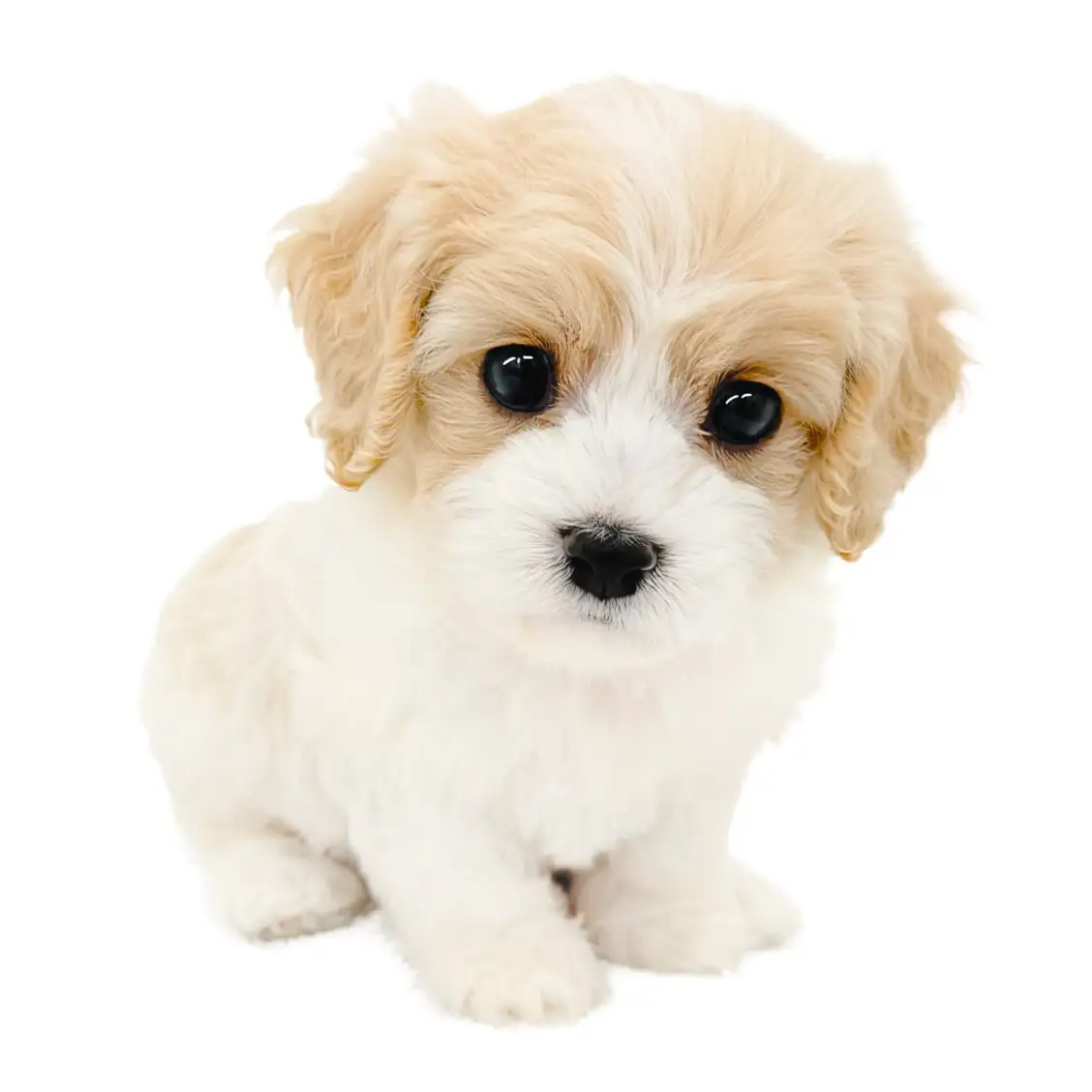 MIX(キャバリアキングチャールズスパニエル×ビションフリーゼ)