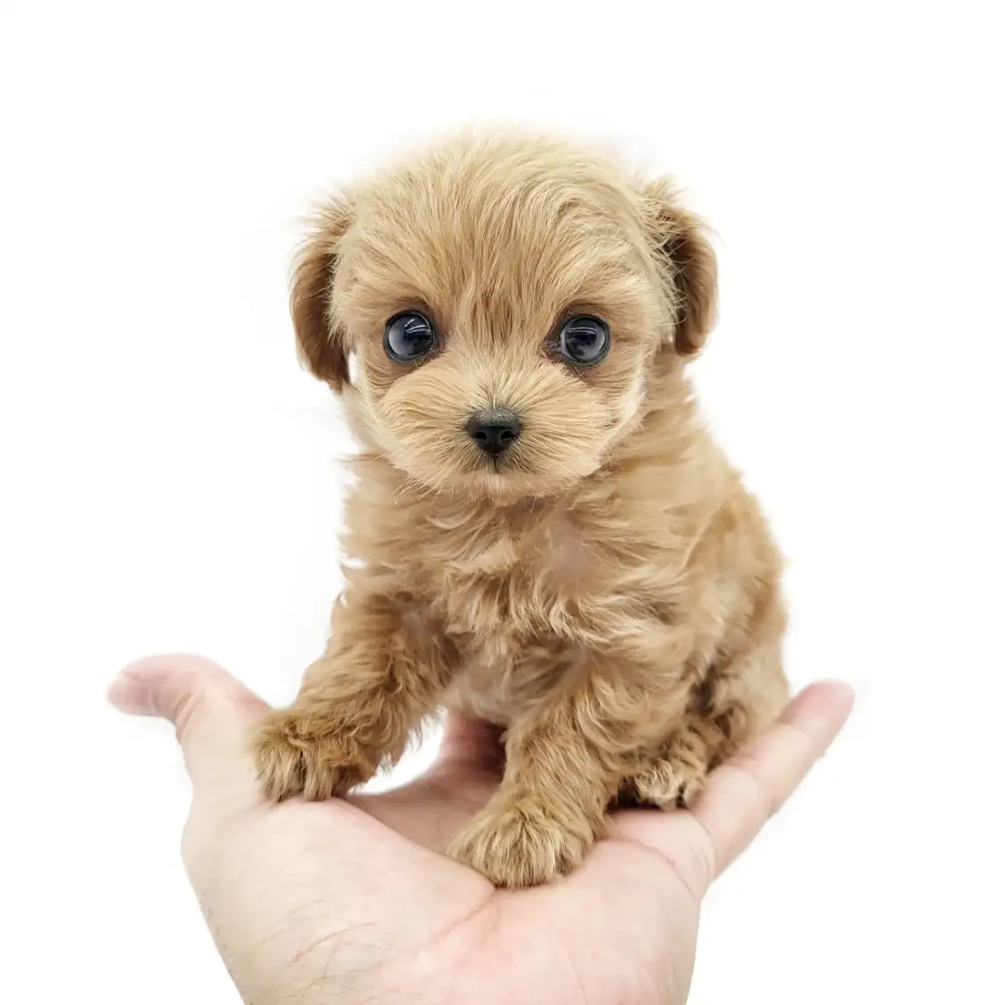 MIX（チワワ×トイプードル）