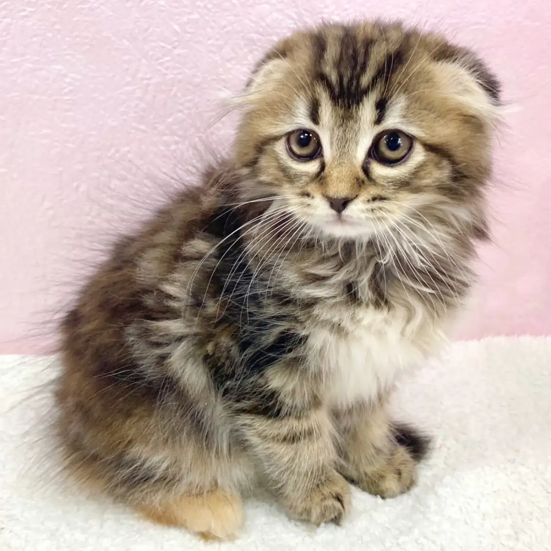 スコティッシュフォールド