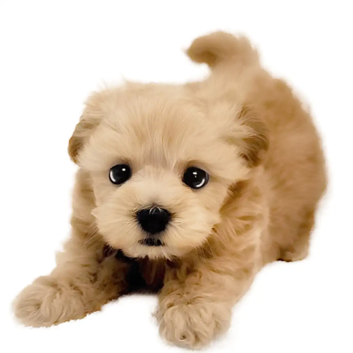 MIX（マルチーズ×トイプードル）