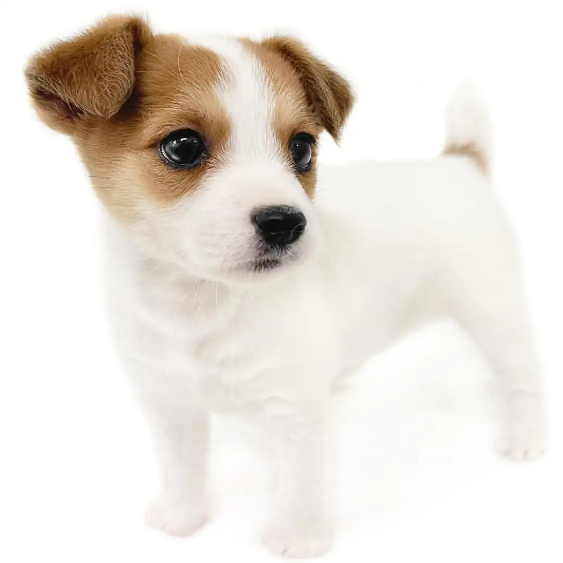 ジャックラッセルテリア