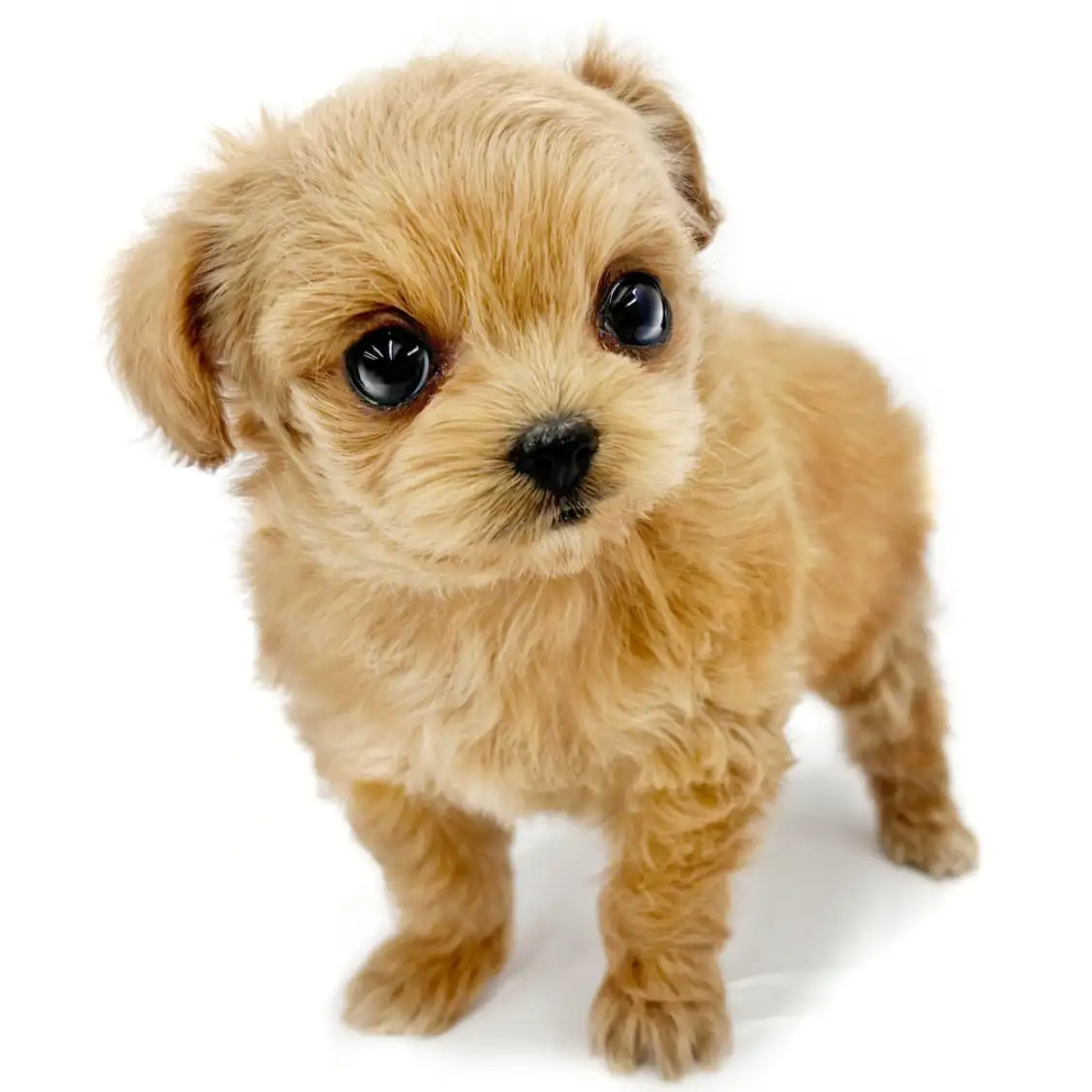 MIX（チワワ×トイプードル）