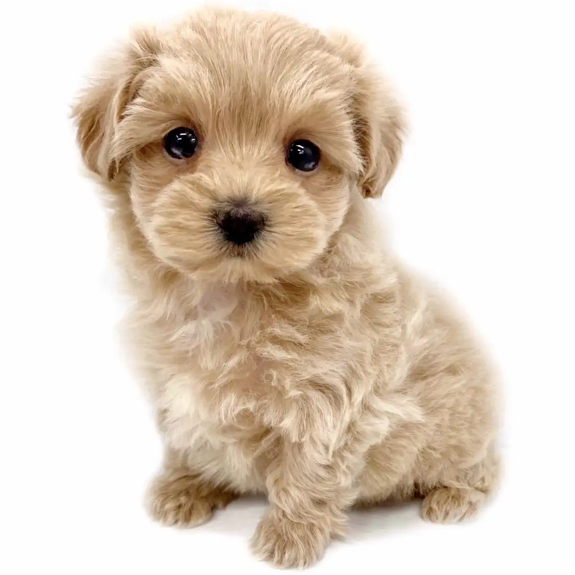 MIX（マルチーズ×トイプードル）