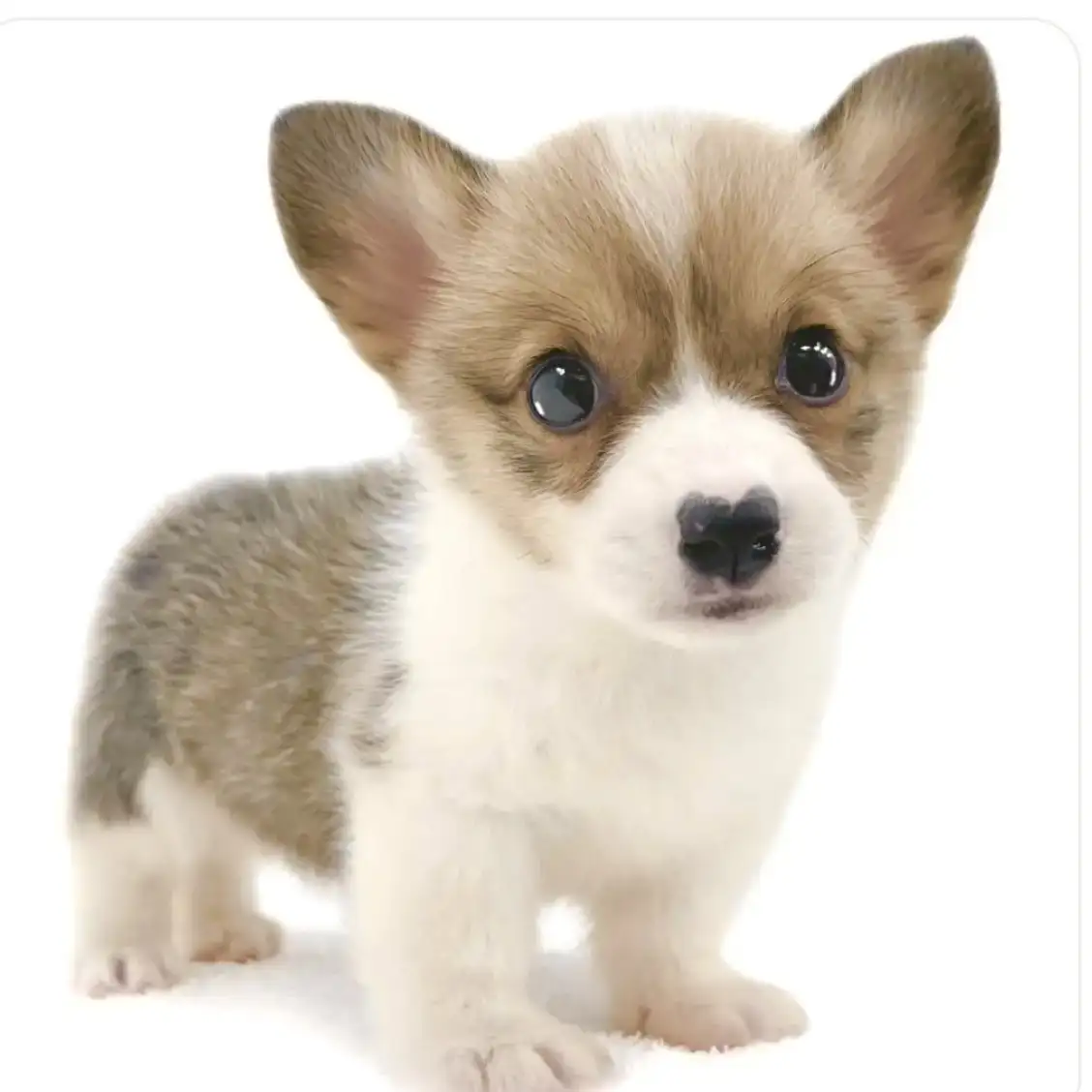 ウェルシュコーギーペンブローク