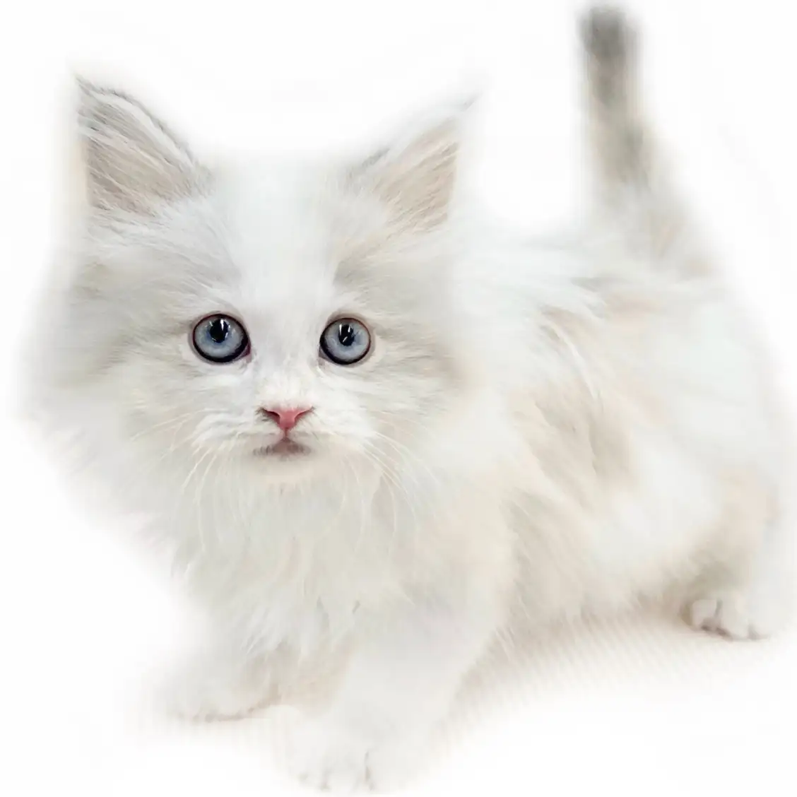 ネヴァマスカレード