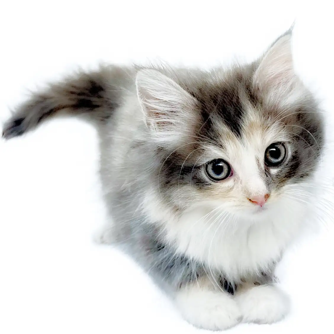 ノルウェージャンフォレストキャット