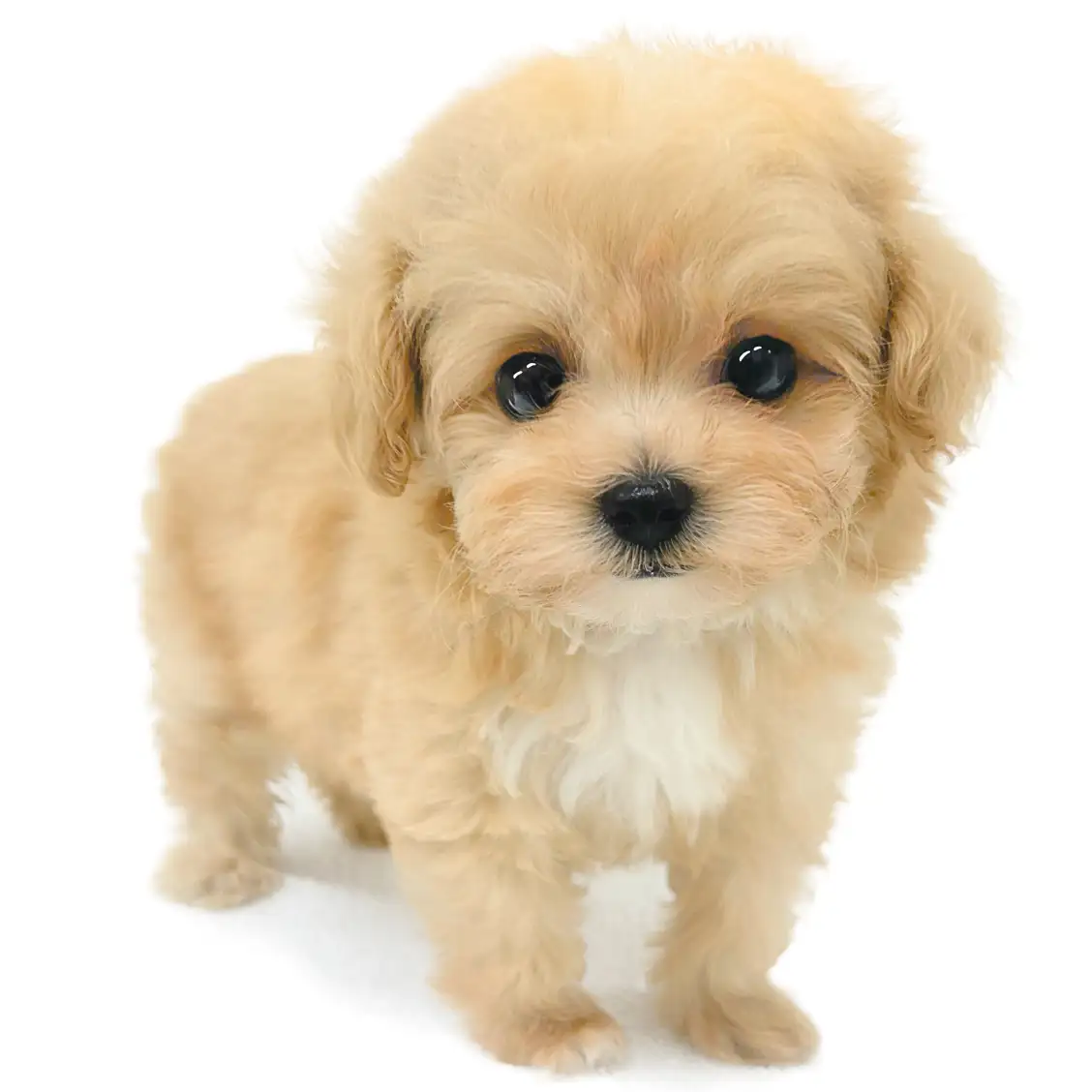 MIX(トイプードル×マルチーズ)