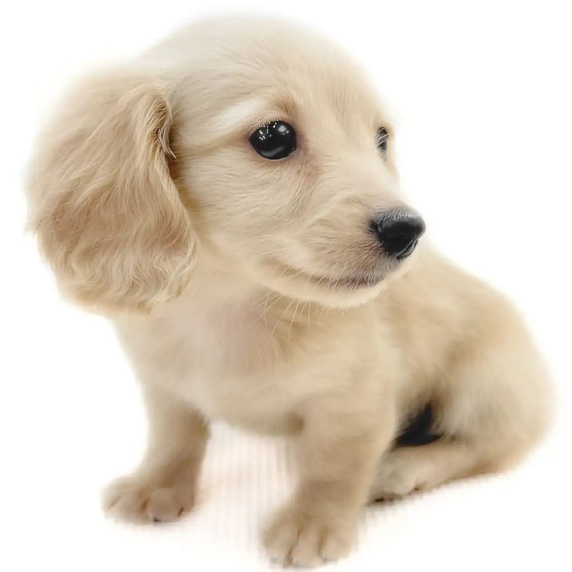 ミニチュア・ダックスフント