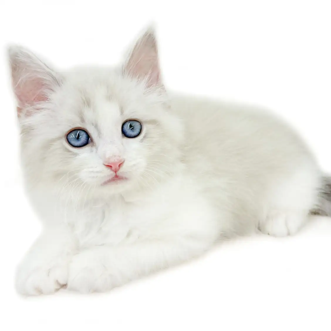 ネヴァマスカレード