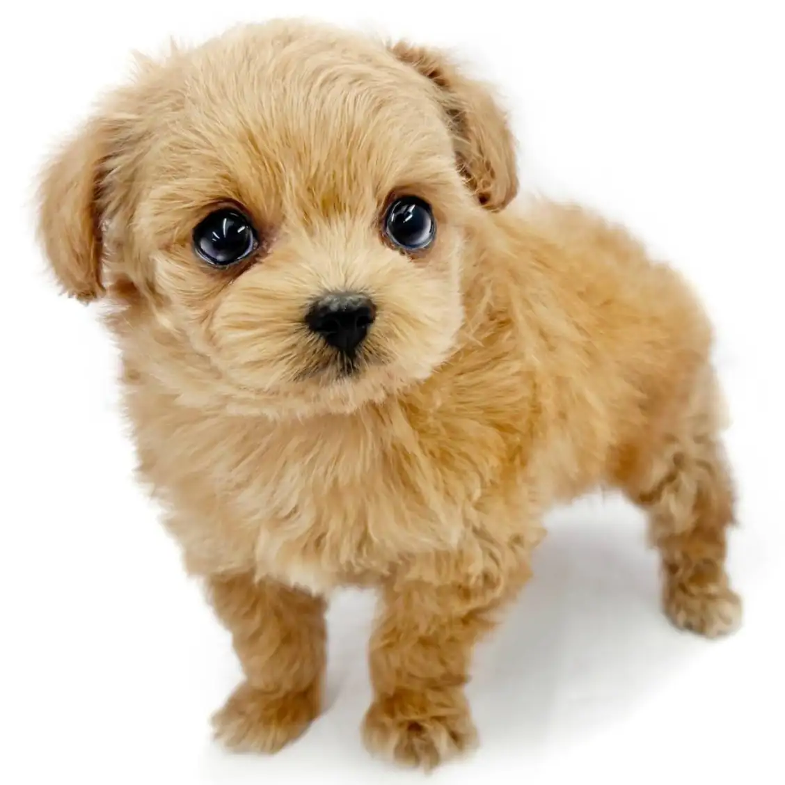 MIX（チワワ×トイプードル）