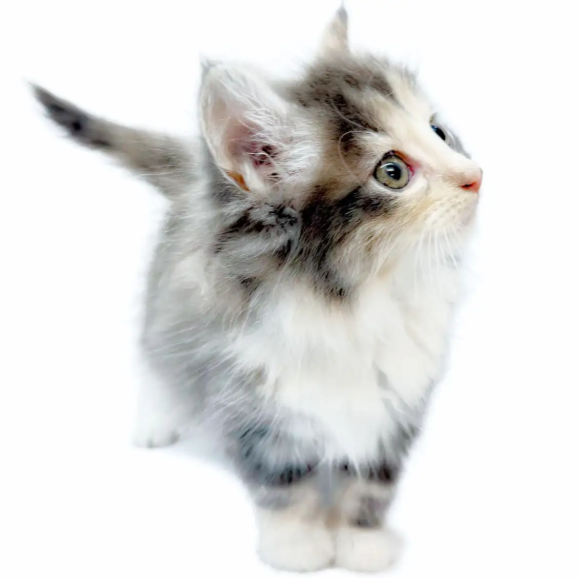 ノルウェージャンフォレストキャット