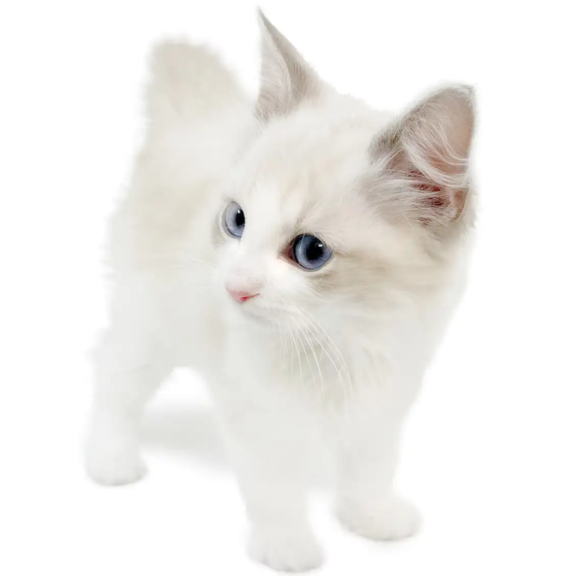 ネヴァマスカレード