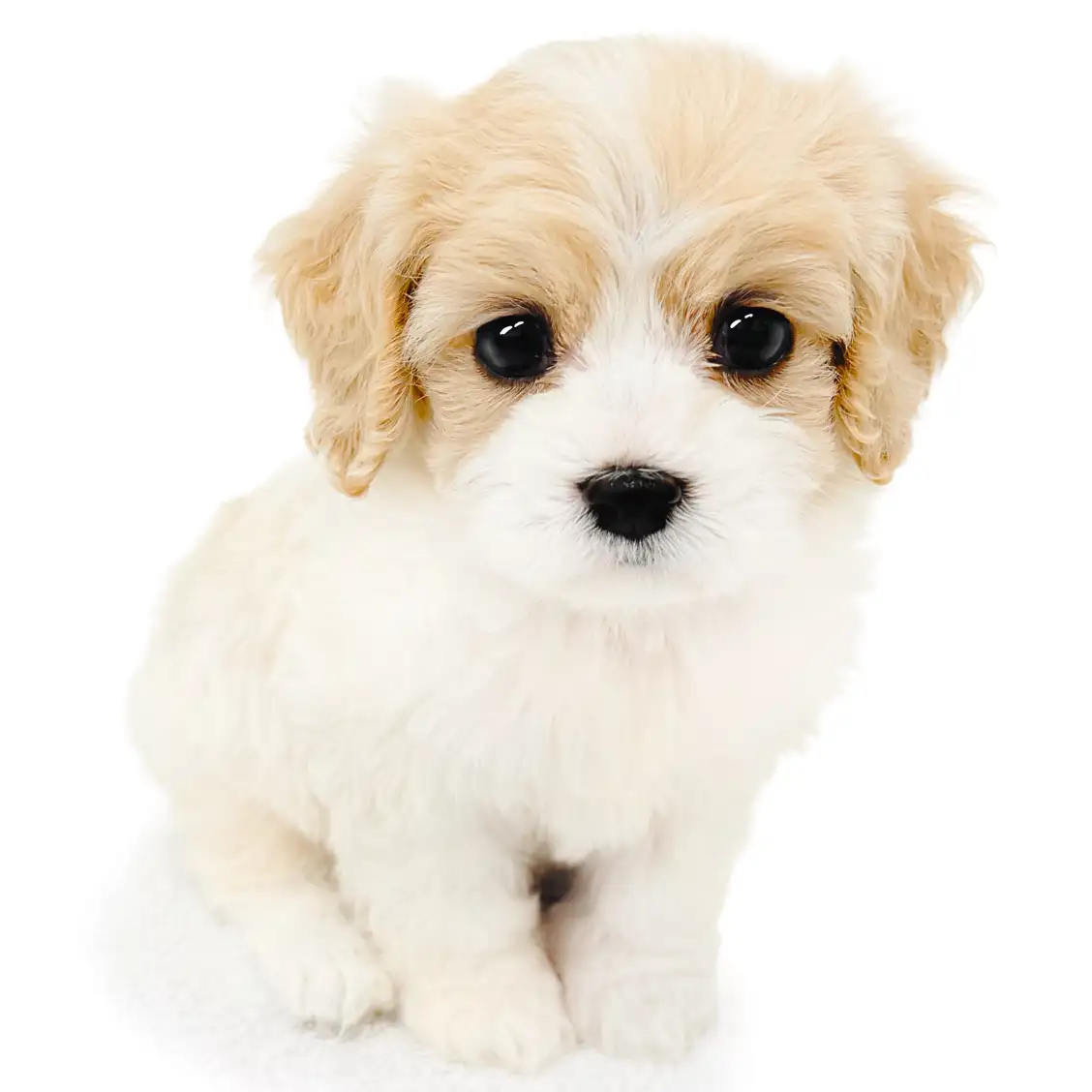 MIX(キャバリアキングチャールズスパニエル×ビションフリーゼ)