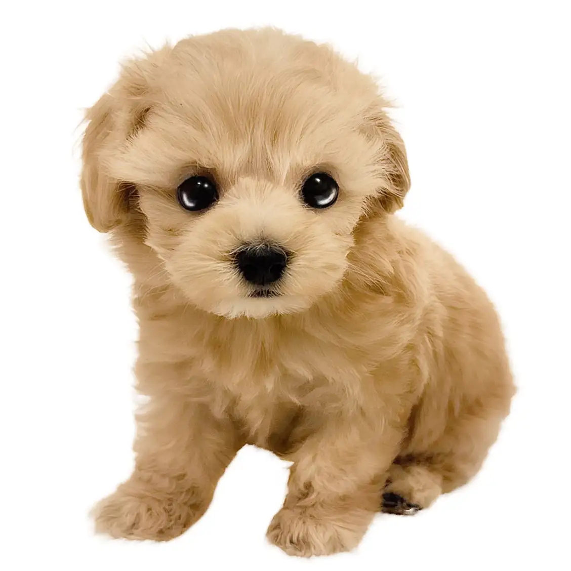 MIX（マルチーズ×トイプードル）