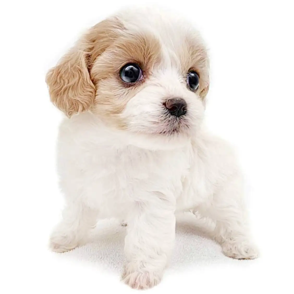 MIX（キャバリアキングチャールズスパニエル×ビションフリーゼ）