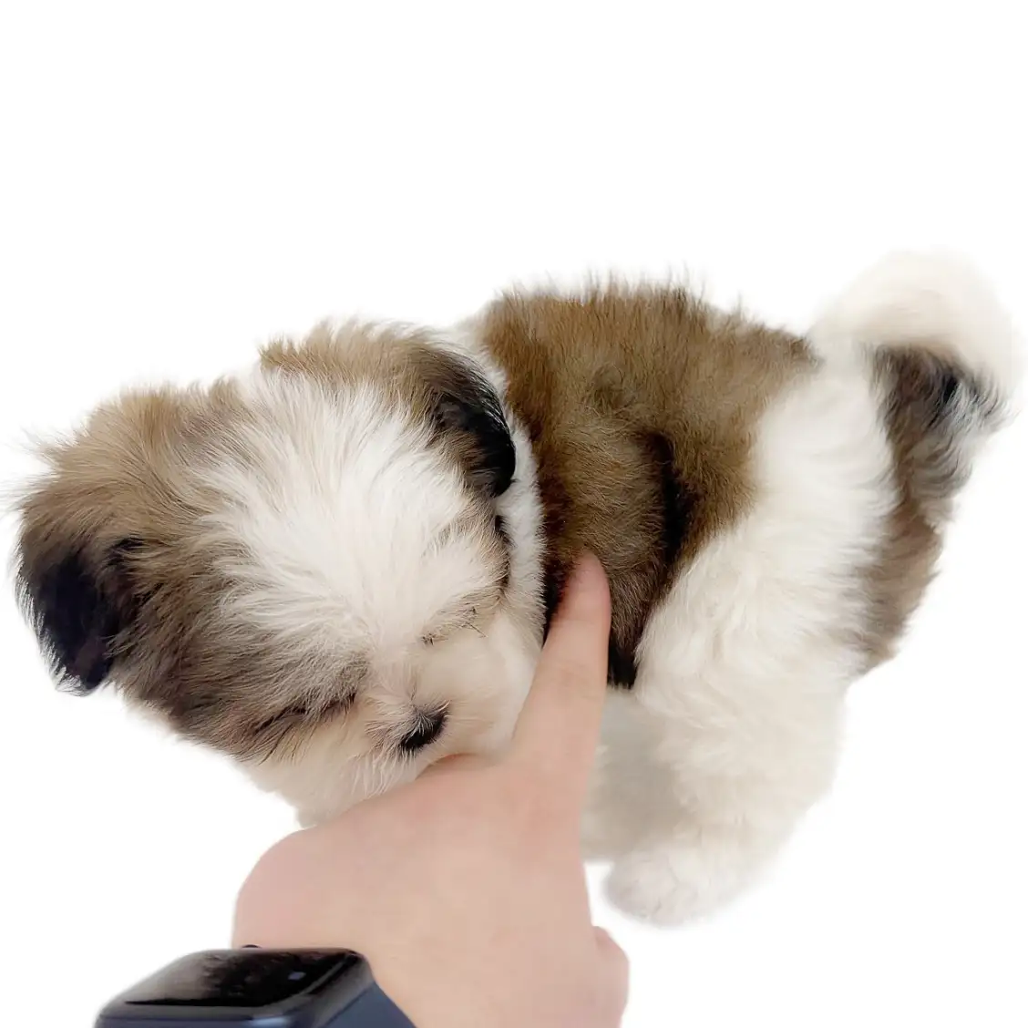 MIX(マルチーズ×シーズー)