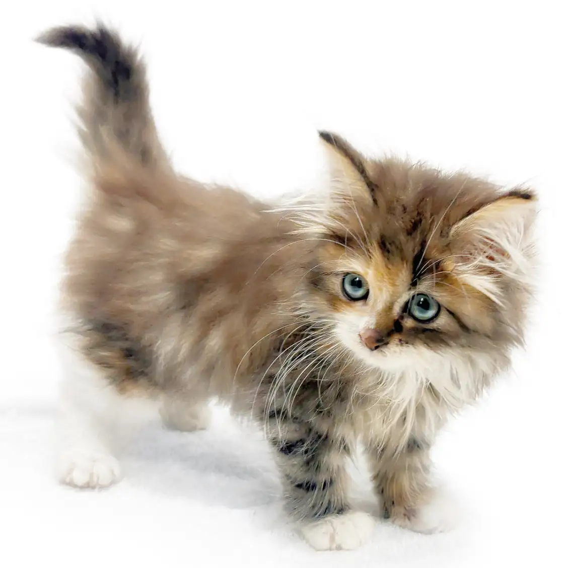 ノルウェージャンフォレストキャット