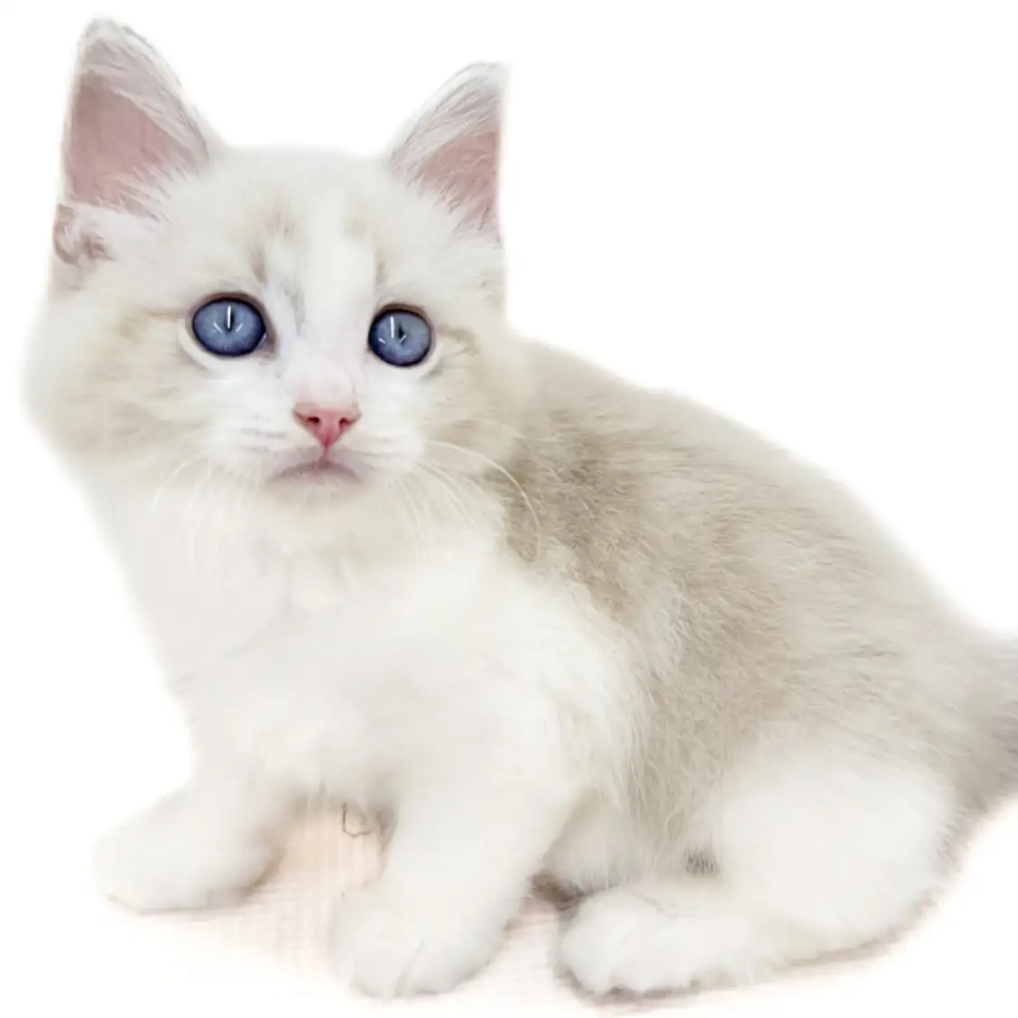 ネヴァマスカレード