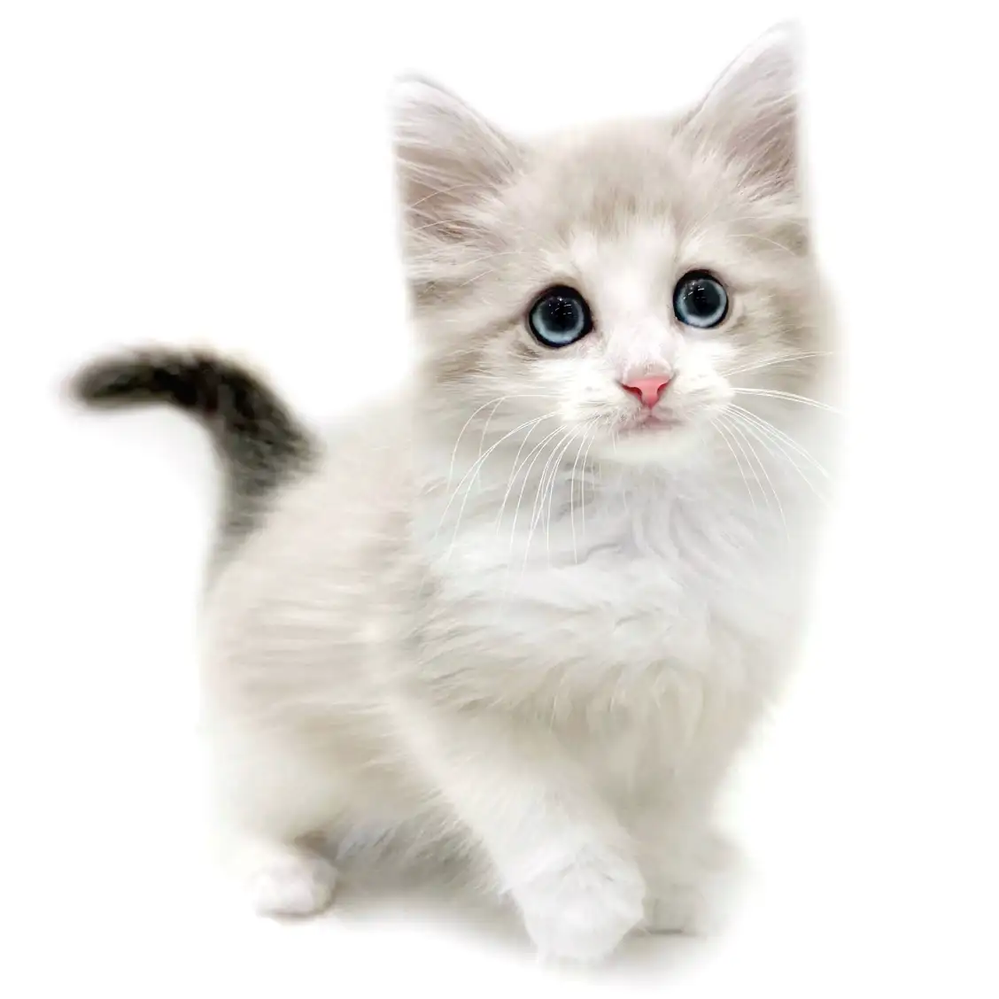 ネヴァマスカレード