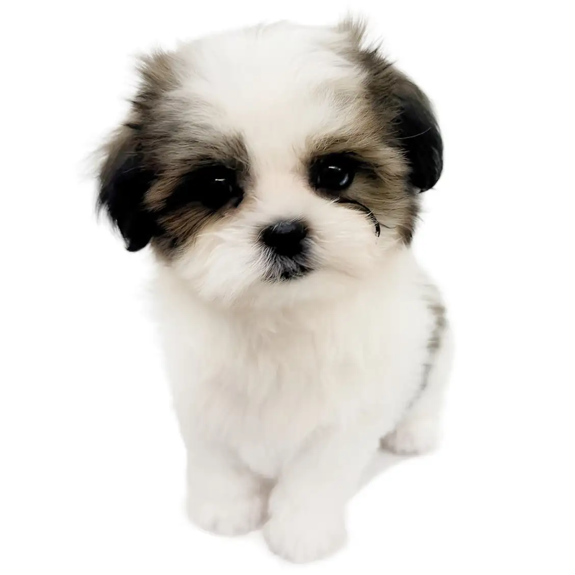 MIX(マルチーズ×シーズー)