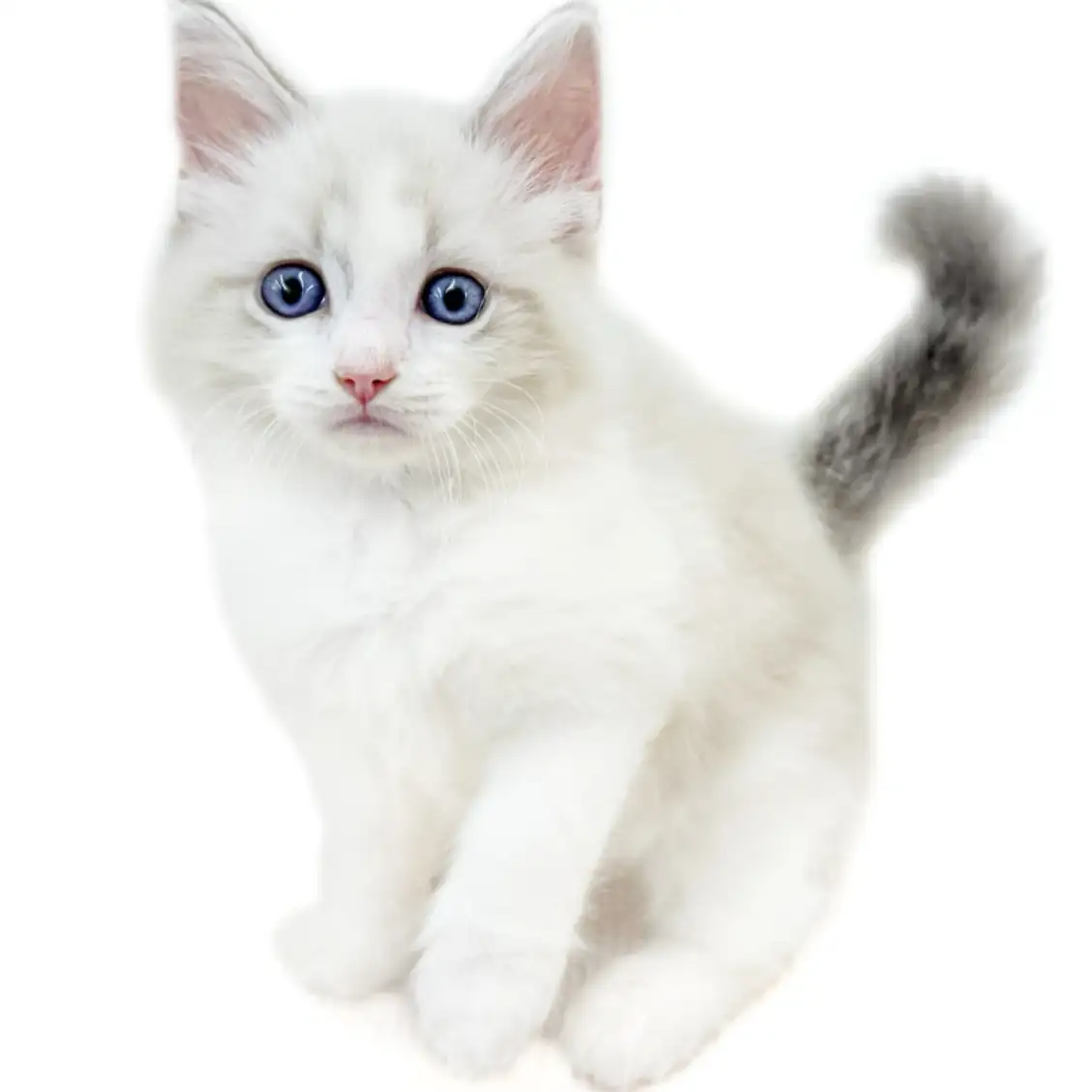 ネヴァマスカレード