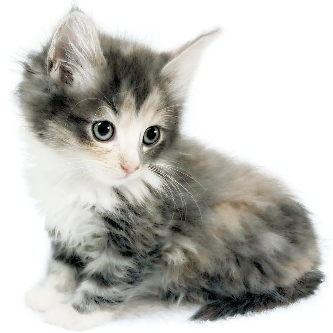 ノルウェージャンフォレストキャット