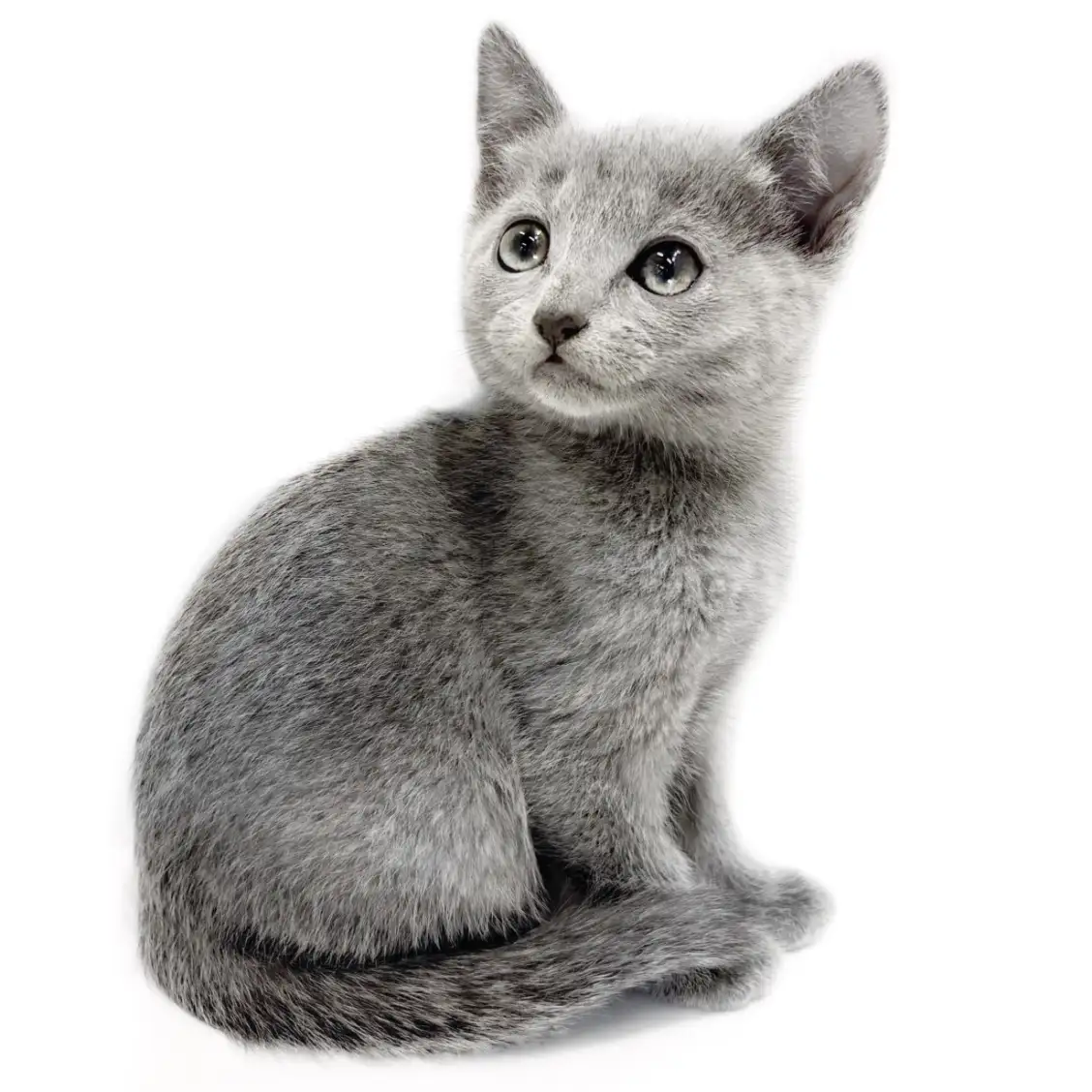 ロシアンブルー