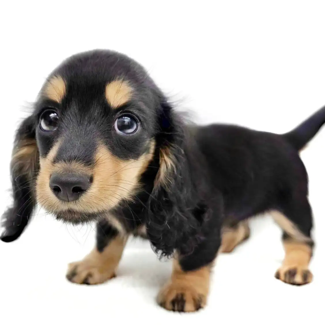 カニンヘン・ダックスフント