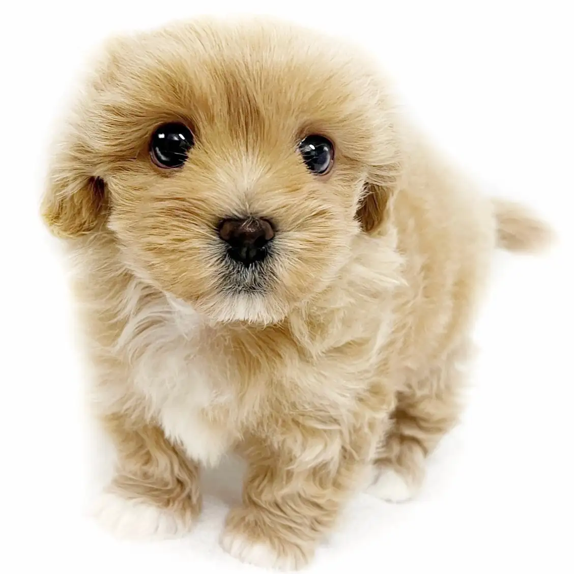 MIX(マルチーズ×トイプードル)