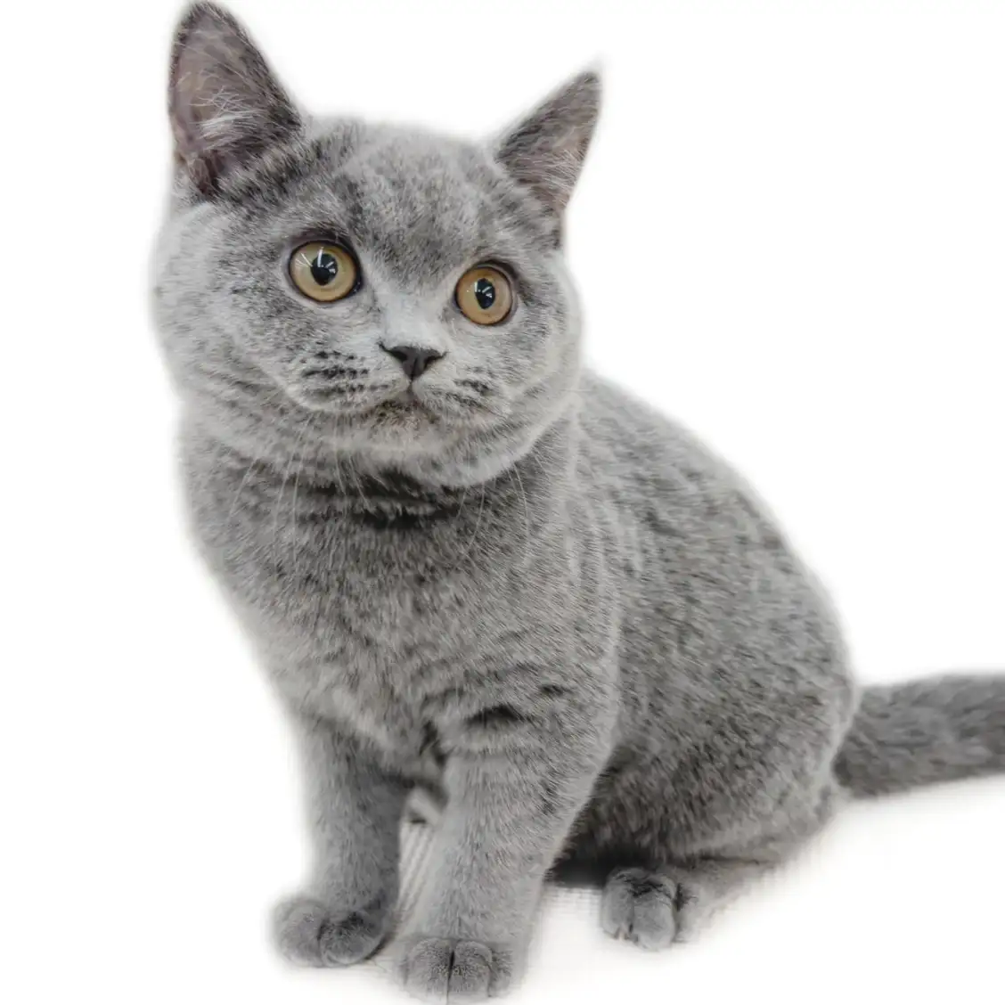 ブリティッシュショートヘア