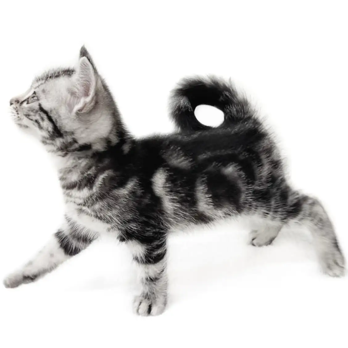 アメリカンショートヘア