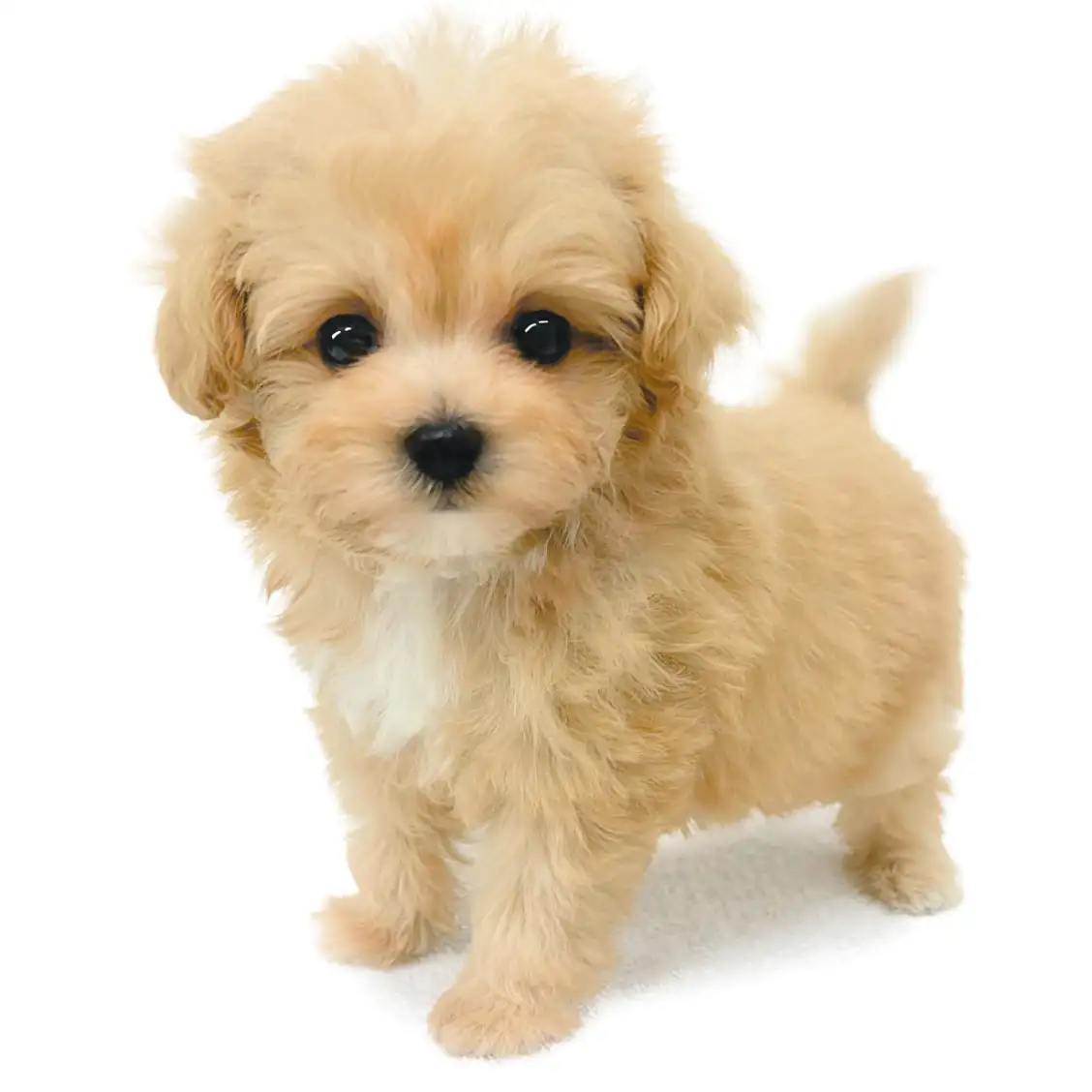 MIX(トイプードル×マルチーズ)