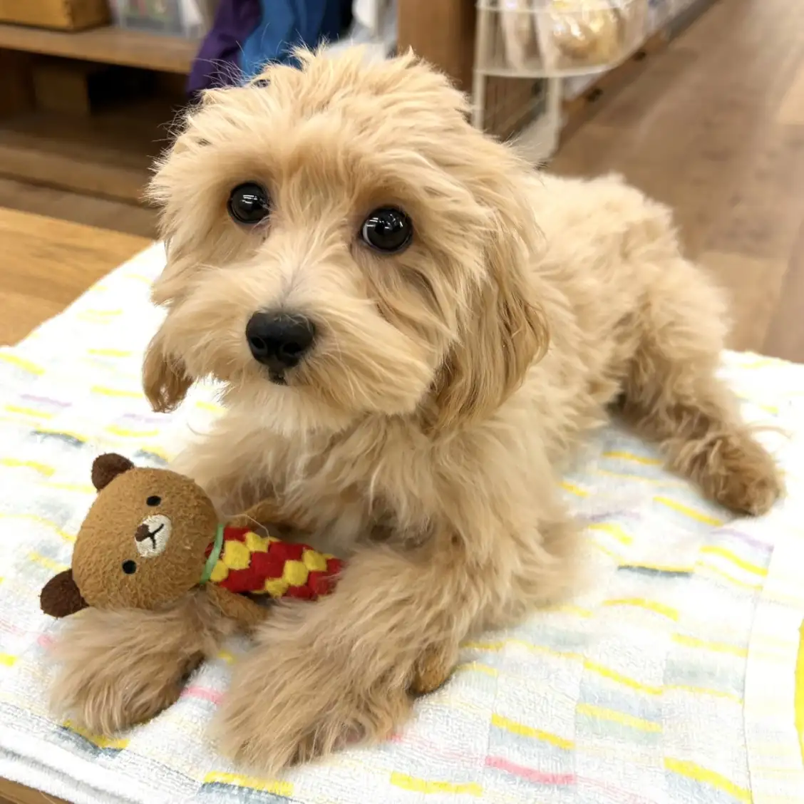 MIX(トイプードル×マルチーズ)