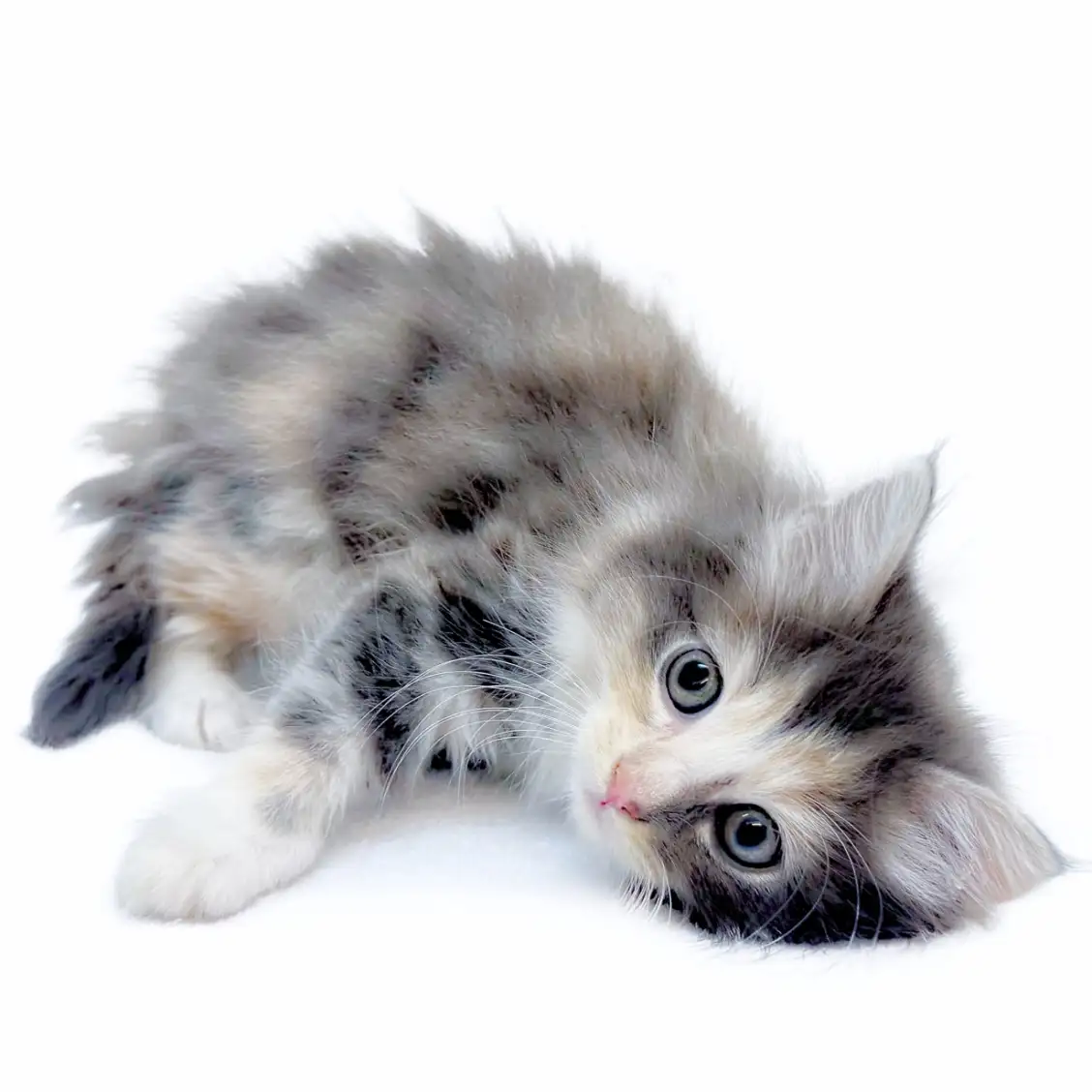 ノルウェージャンフォレストキャット