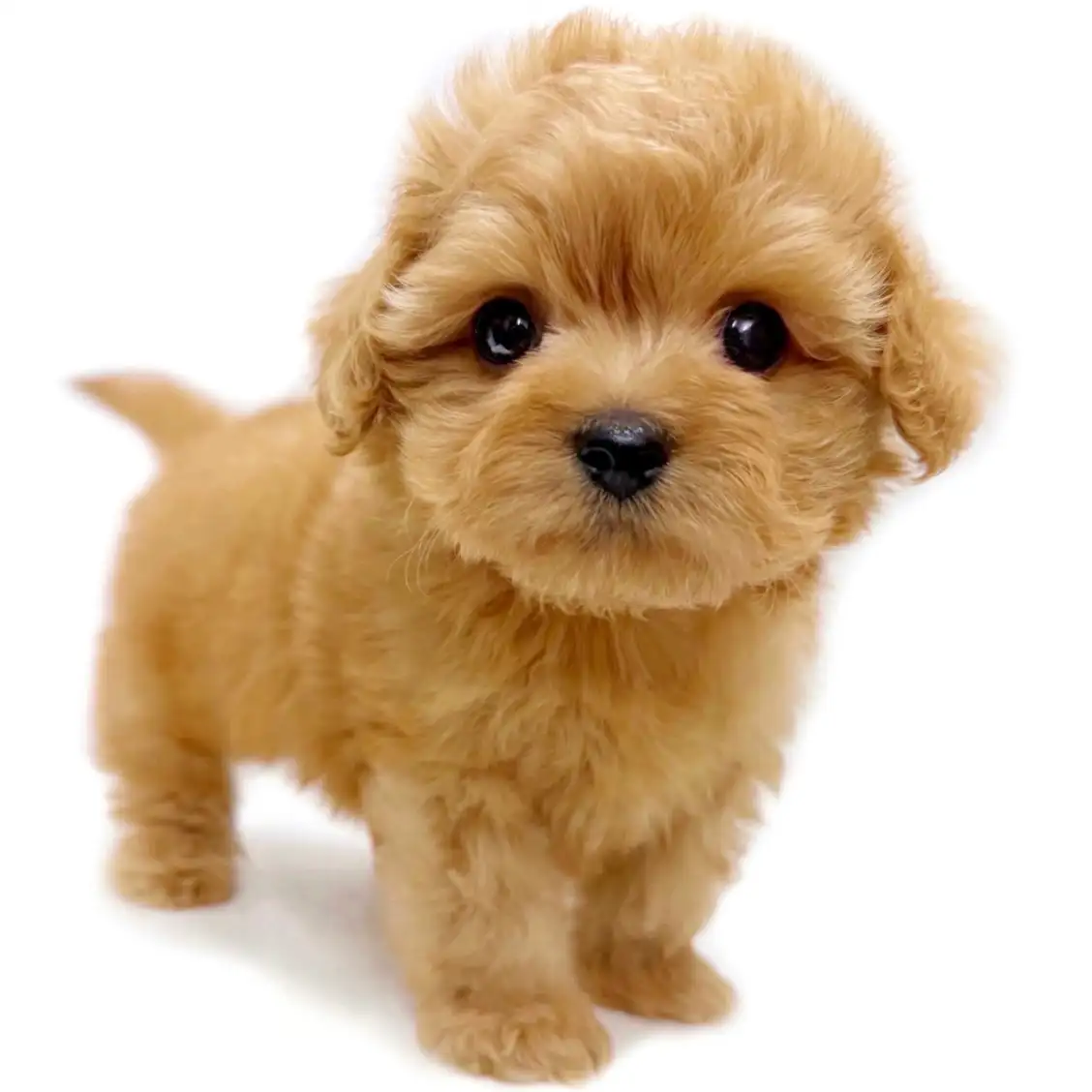 MIX（マルチーズ×トイプードル）