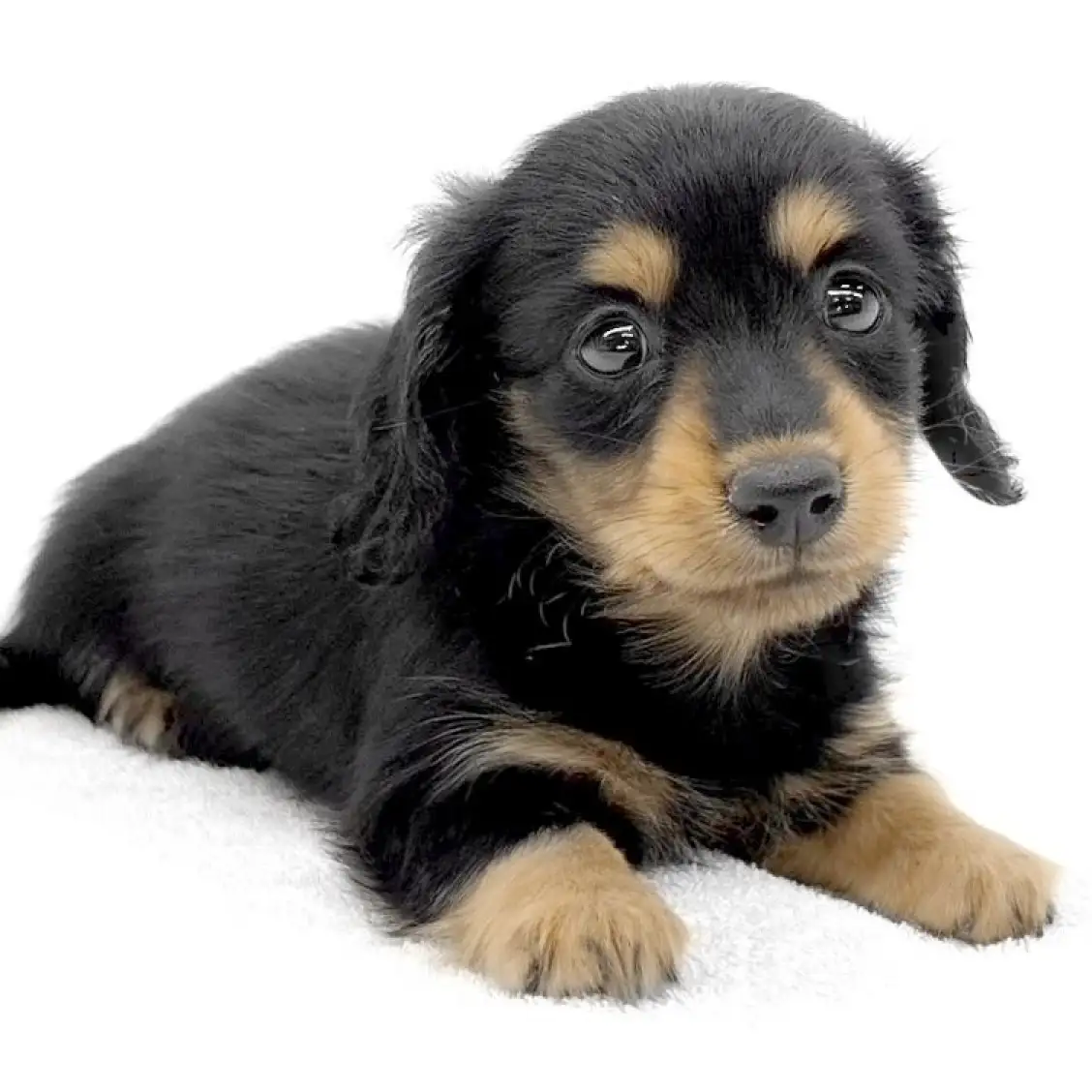 ミニチュア・ダックスフント